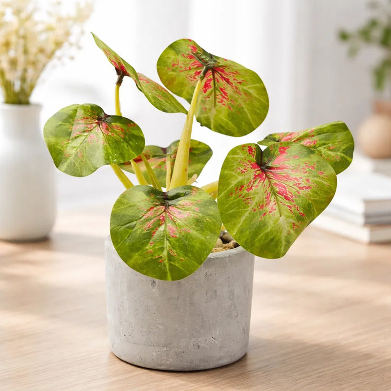 Planta En Maceta Hojas De Bogonia 22cm