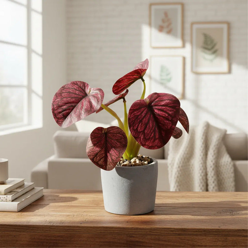 Planta En Maceta Hojas De Bogonia 22cm