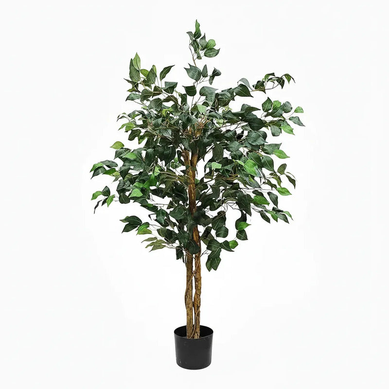 Árbol Ficus 1.50 mts