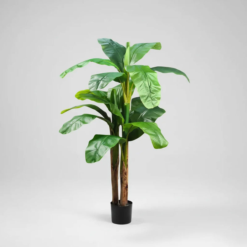 Planta De Banana 1,9 mts