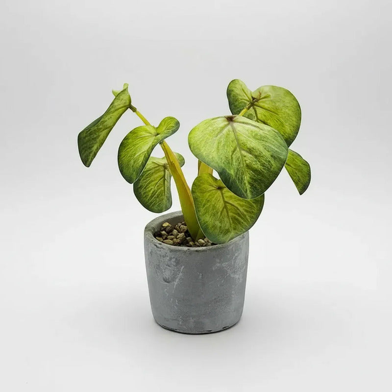 Planta En Maceta Hojas De Bogonia 22cm