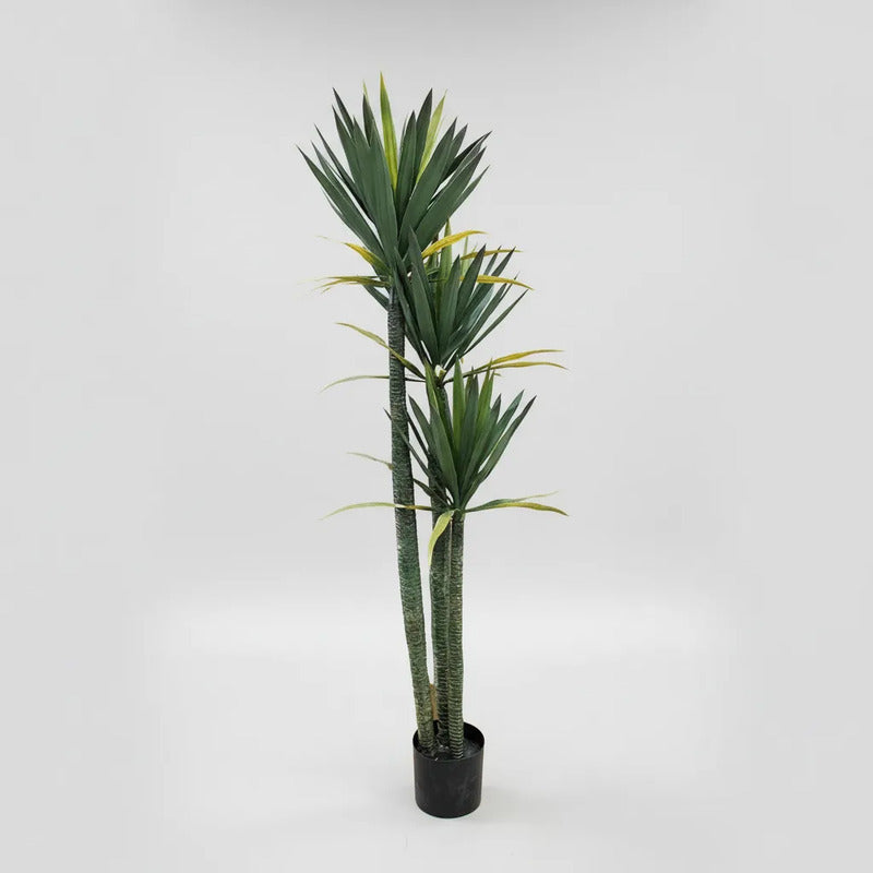 Planta Yucca 1,60m