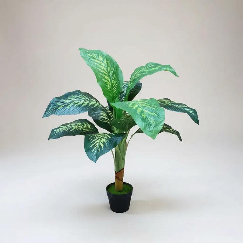 Planta Dieffenbachia 1 Metro - 12 Hojas
