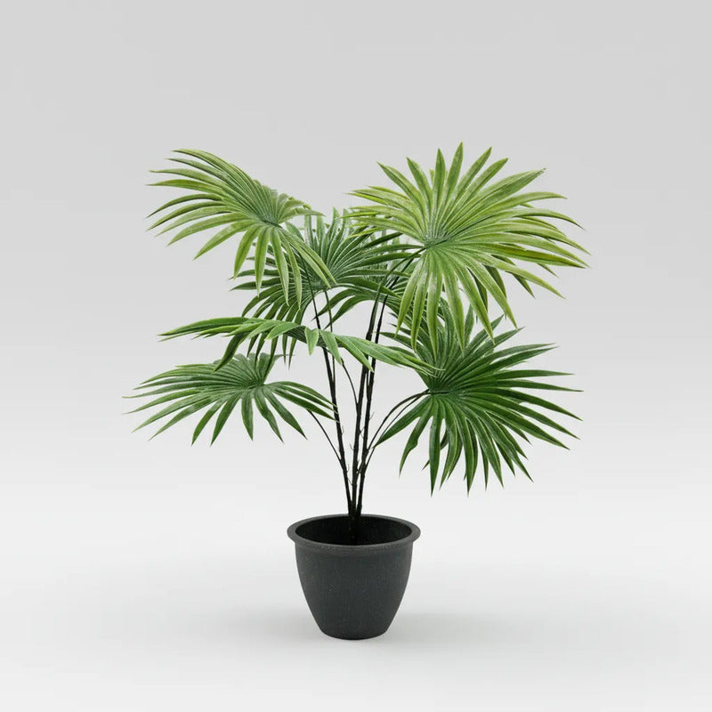 Planta Palma Cocotero X9 - 60cm