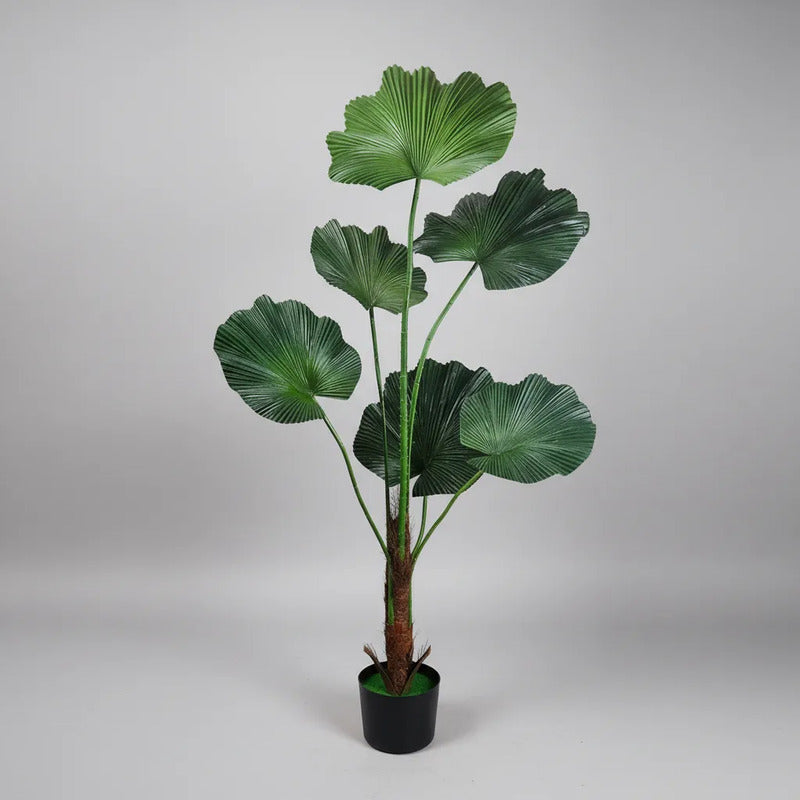 Planta Palmera Licuala 77 cm