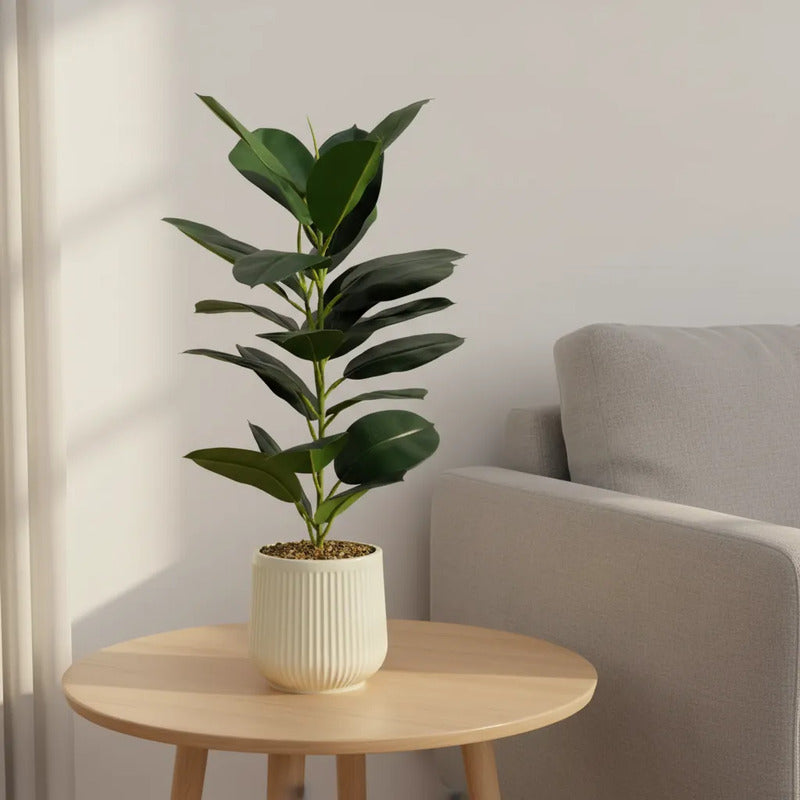 Planta Gomero 75 cm