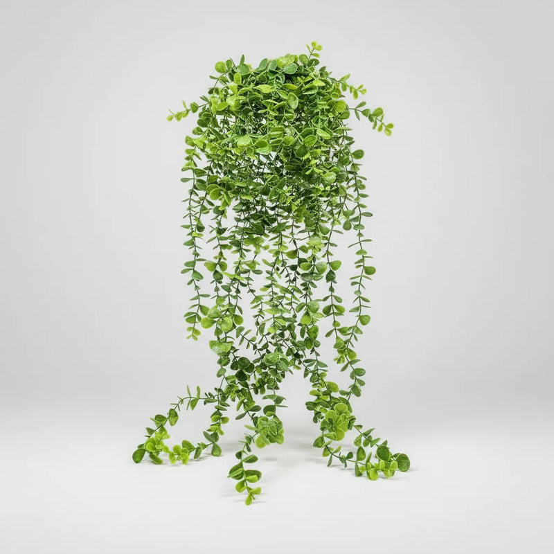 Planta Colgante Eucalipto 80 cm