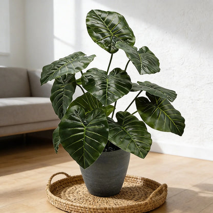 Ramo Hoja Alocasia 38 cm - 12 Hojas
