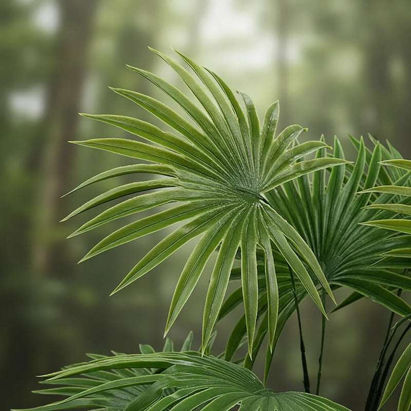 Planta Palma Cocotero X9 - 60cm