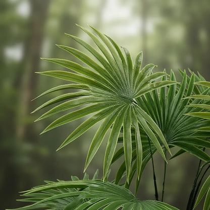 Planta Palma Cocotero X9 - 60cm