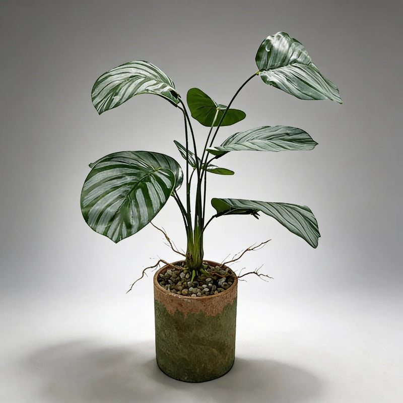 Planta Gomero Mediana 46cm