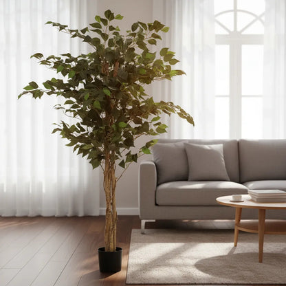 Árbol Ficus 1.80 mts