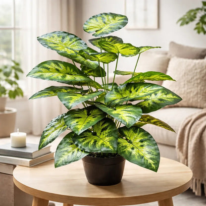 Planta Dieffenbachia 80 cm - 24 Hojas