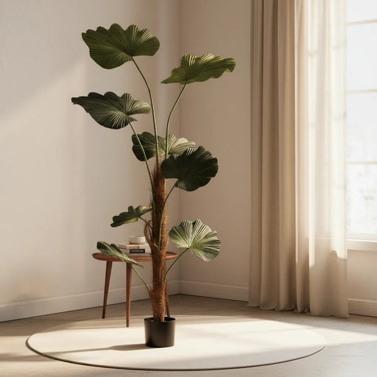 Planta Palmera Licuala 1.3 mts