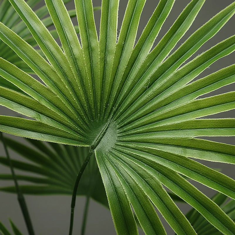 Planta Palma Cocotero X15 - 65cm