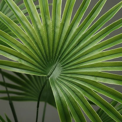 Planta Palma Cocotero X15 - 65cm