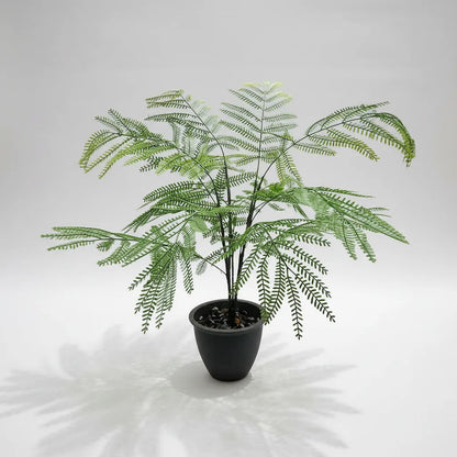 Planta Acacia X15 - 75cm