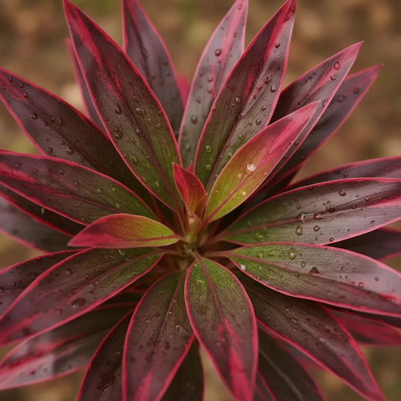 Planta Drácena Roja Tropical 165 cm