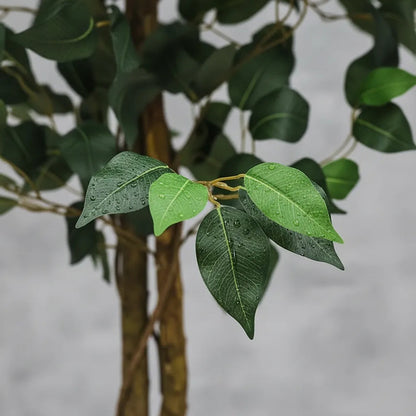 Árbol Ficus 1.50 mts