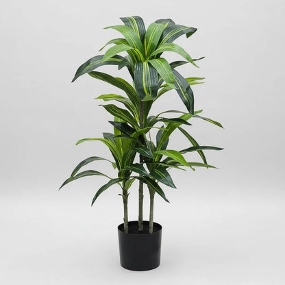 Planta Drácena 1 mts