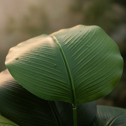 Planta Ave De Paraíso 1 mts