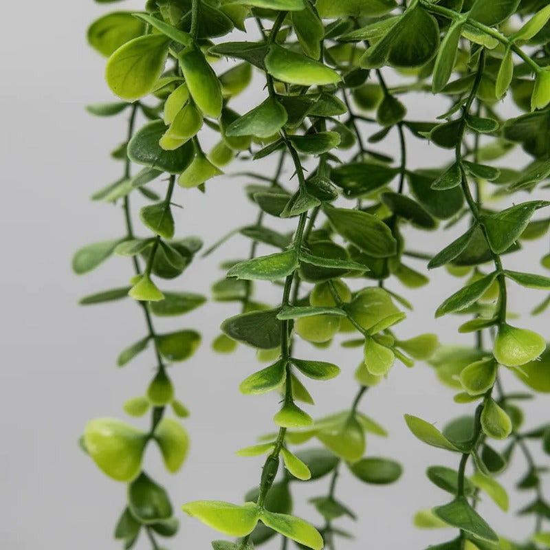 Planta Colgante Eucalipto 80 cm