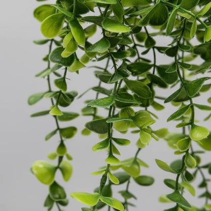 Planta Colgante Eucalipto 80 cm