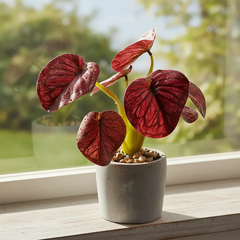Planta En Maceta Hojas De Bogonia 22cm