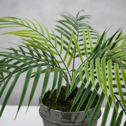 Planta Palma 60cm Contiene 9 Hojas