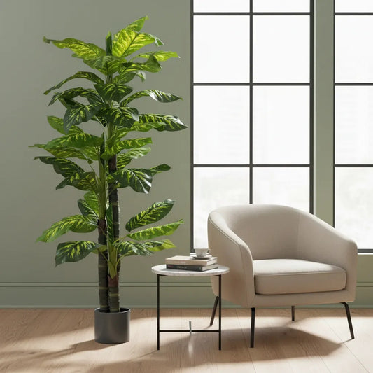 Planta Gomero 2.10 mts