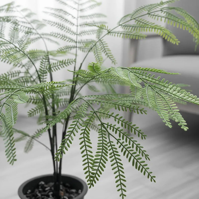 Planta Acacia X15 - 75cm