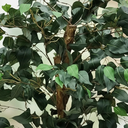 Árbol Ficus 1.20 mts