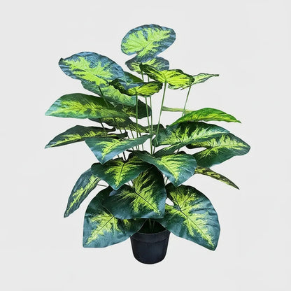 Planta Dieffenbachia 80 cm - 24 Hojas