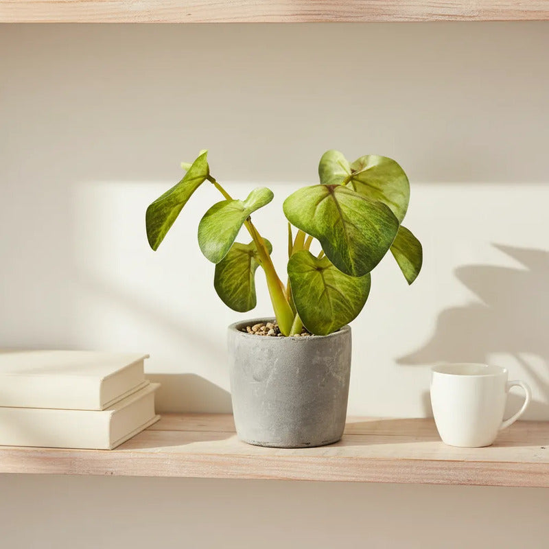 Planta En Maceta Hojas De Bogonia 22cm