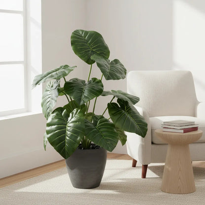 Ramo Hoja Alocasia 38 cm - 12 Hojas