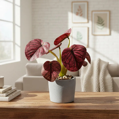 Planta En Maceta Hojas De Bogonia 22cm