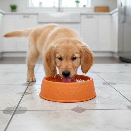 Comedero Para Mascotas 18cm