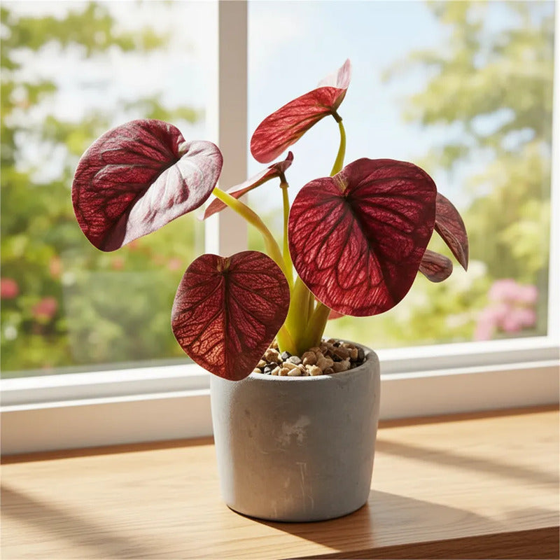 Planta En Maceta Hojas De Bogonia 22cm