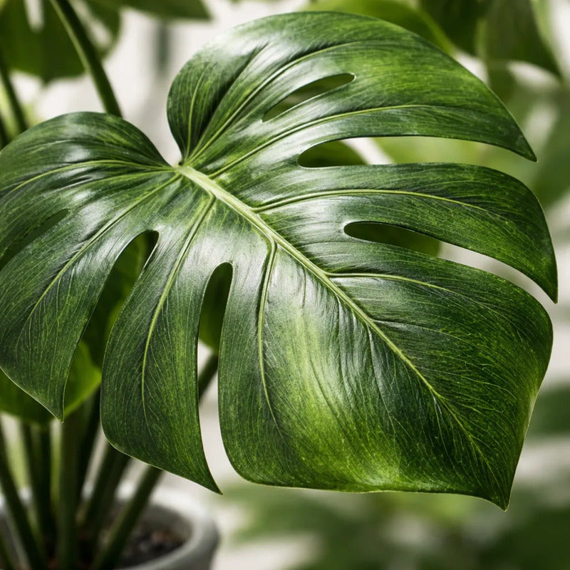 Ramo Esqueleto De Caballo Mediano 39 cm Con 12 Hojas