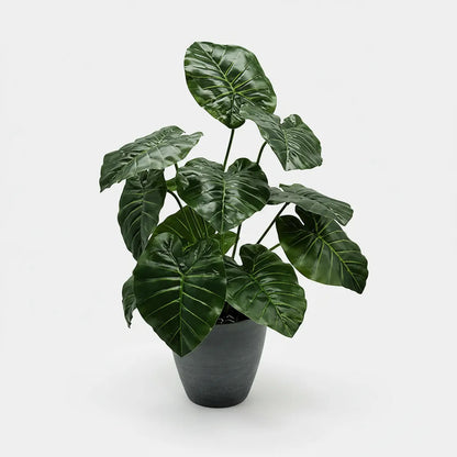Ramo Hoja Alocasia 38 cm - 12 Hojas