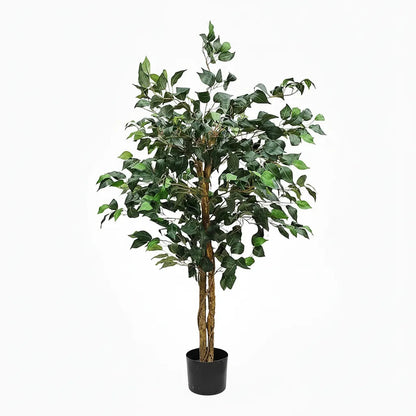 Árbol Ficus 1.50 mts