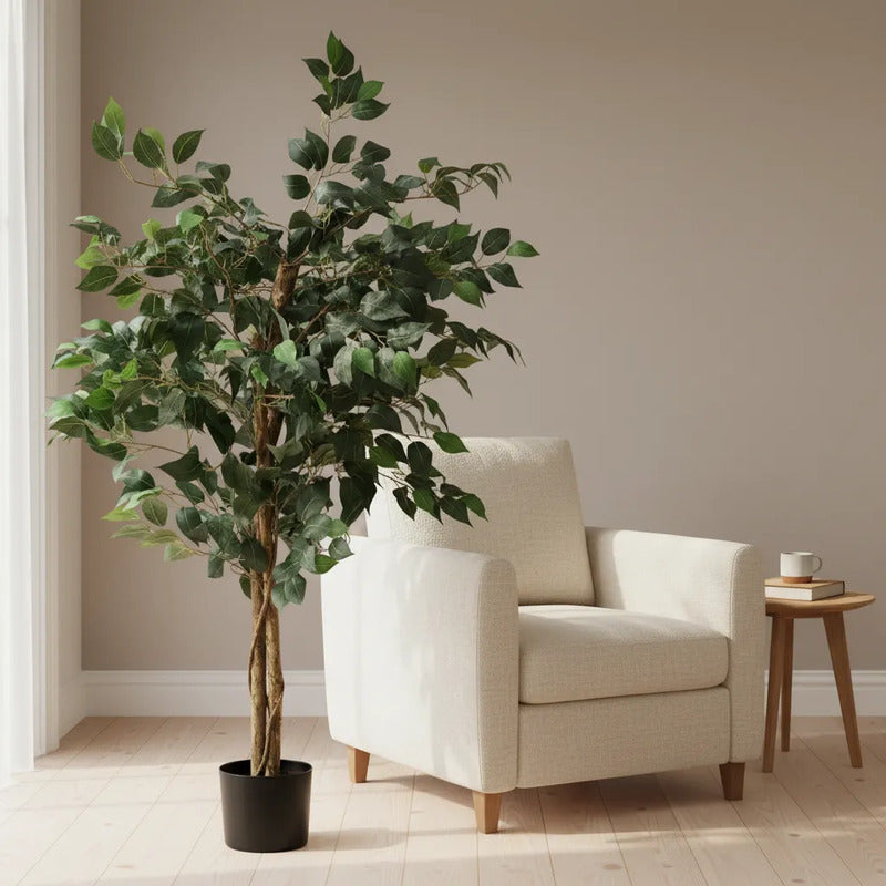 Árbol Ficus 1.20 mts