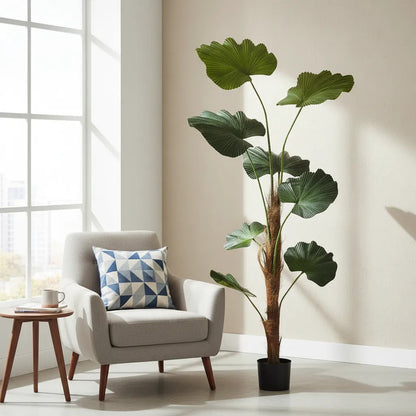 Planta Palmera Licuala 1.3 mts