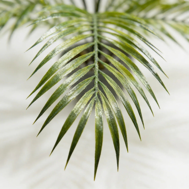 Planta Palma Bambú X15 - 80cm