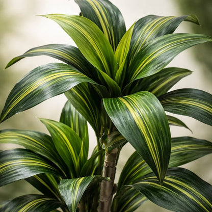 Planta Drácena 1 mts