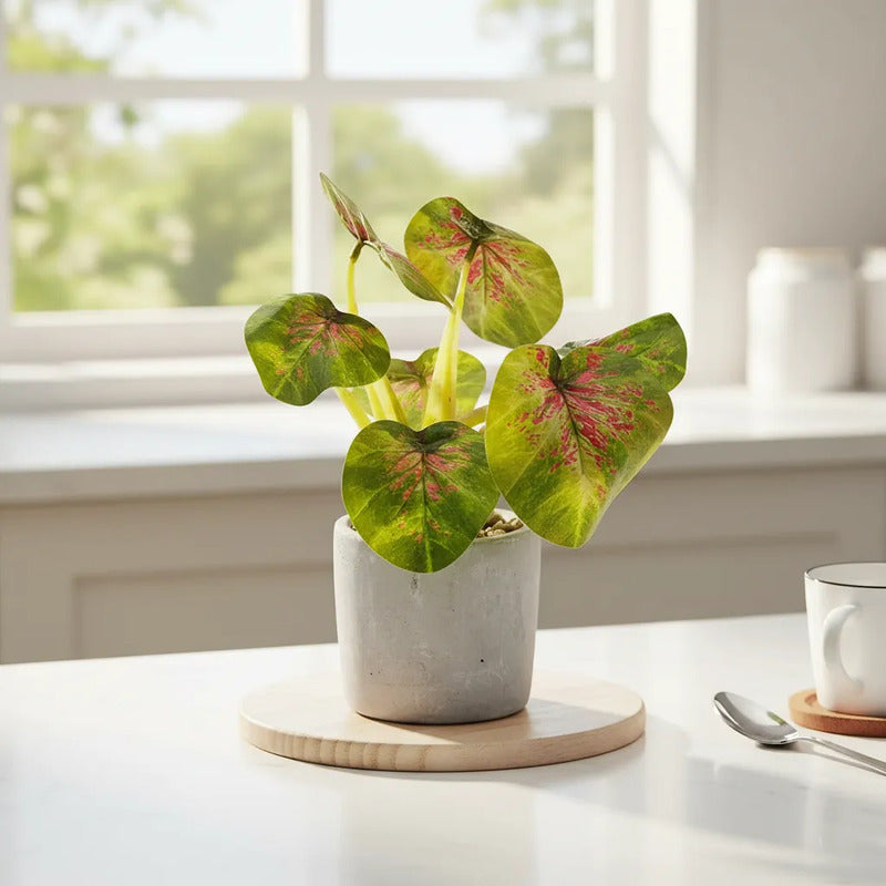 Planta En Maceta Hojas De Bogonia 22cm