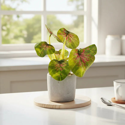Planta En Maceta Hojas De Bogonia 22cm