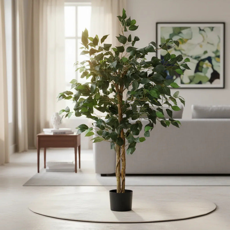 Árbol Ficus 1.50 mts