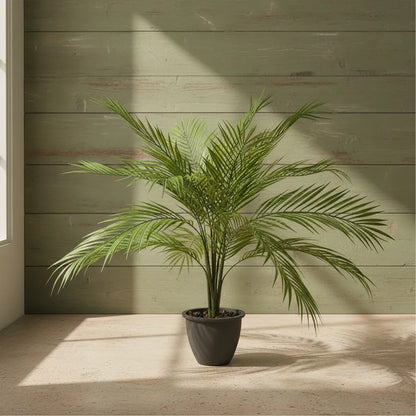 Planta Palma Bambú X15 - 80cm