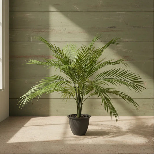 Planta Palma Bambú X15 - 80cm